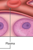<p>Fluid dissolving all of the components of the blood.</p>