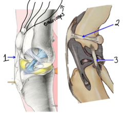 <p>2 indicates what aspect of the femoropatellar joint</p>