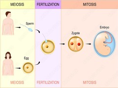 <p>The process of fusion of two haploid gametes.</p>