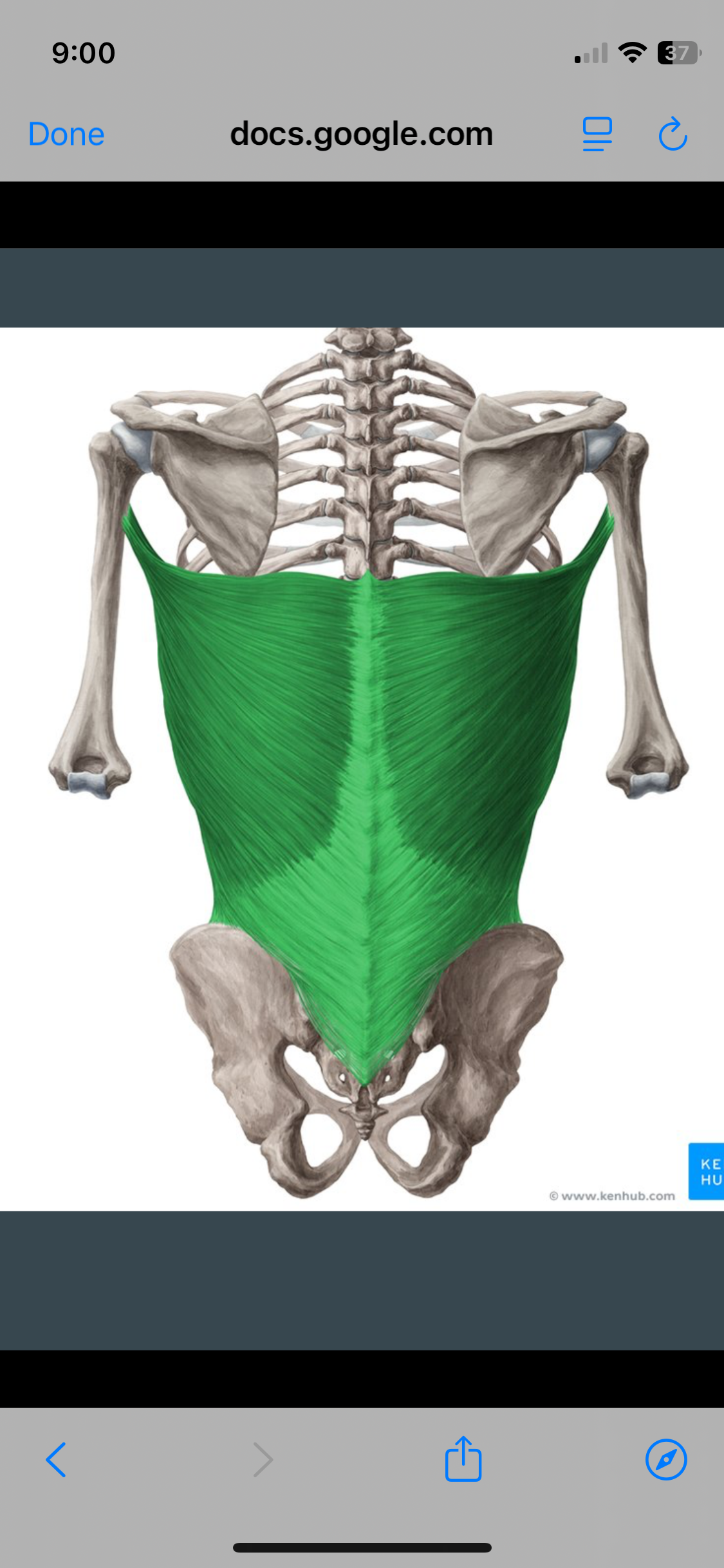 <p>Latissimus Dorsi </p>