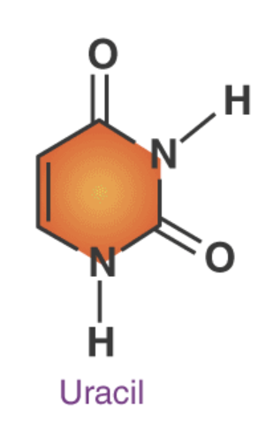 <p>Pyrimidine; pairs with Adenine in RNA molecules</p>
