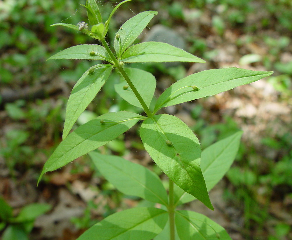 <p>Leaf Arrangement</p>