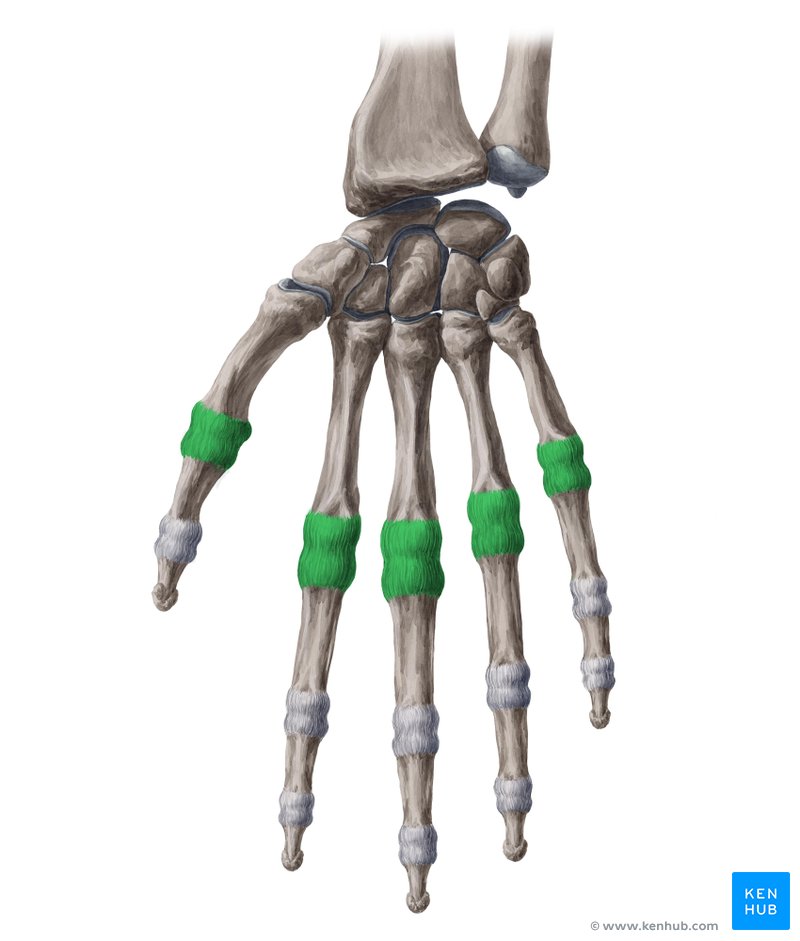 <p>what do the metacarpal phalangeal joints do?</p>