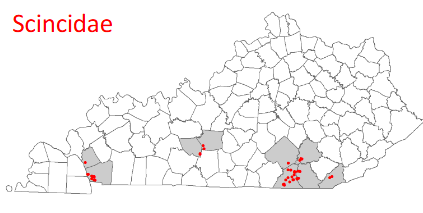 <p>Plestiodon inexpectatus</p>