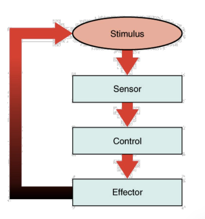<ul><li><p>Stimulus</p></li><li><p>Set point</p></li><li><p>Sensor</p></li><li><p>Control center</p></li><li><p>Effectors</p></li></ul><p></p>