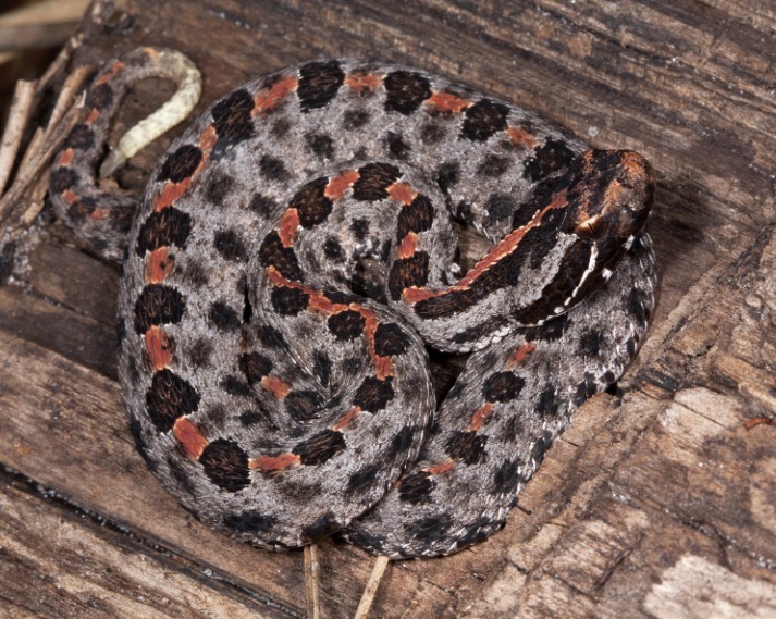 <p>Dusky Pygmy Rattlesnake</p><p>Description- small snake with a tiny rattler that is very difficult to hear</p><p>Found Near- marshes, cyprus swamps, banks</p><p>Behavior- not very aggressive however very defensive, relies on camouflage</p><p>Traits- medically significant hemotoxic venom however rarely fatal due to the low amount of venom injected simply very painful and perhaps leads to dead tissue if not treated</p>