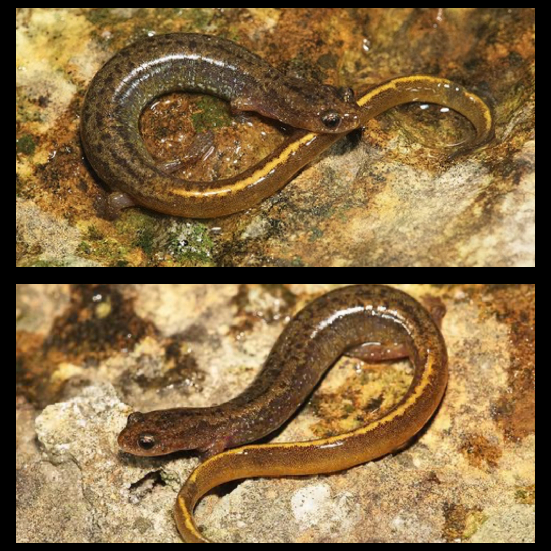 <p>Oklahoma Salamander</p>