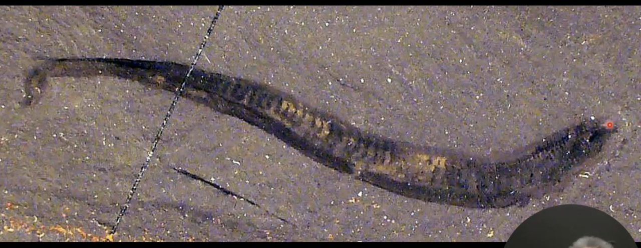 <p>What is this? Phylum and name</p>