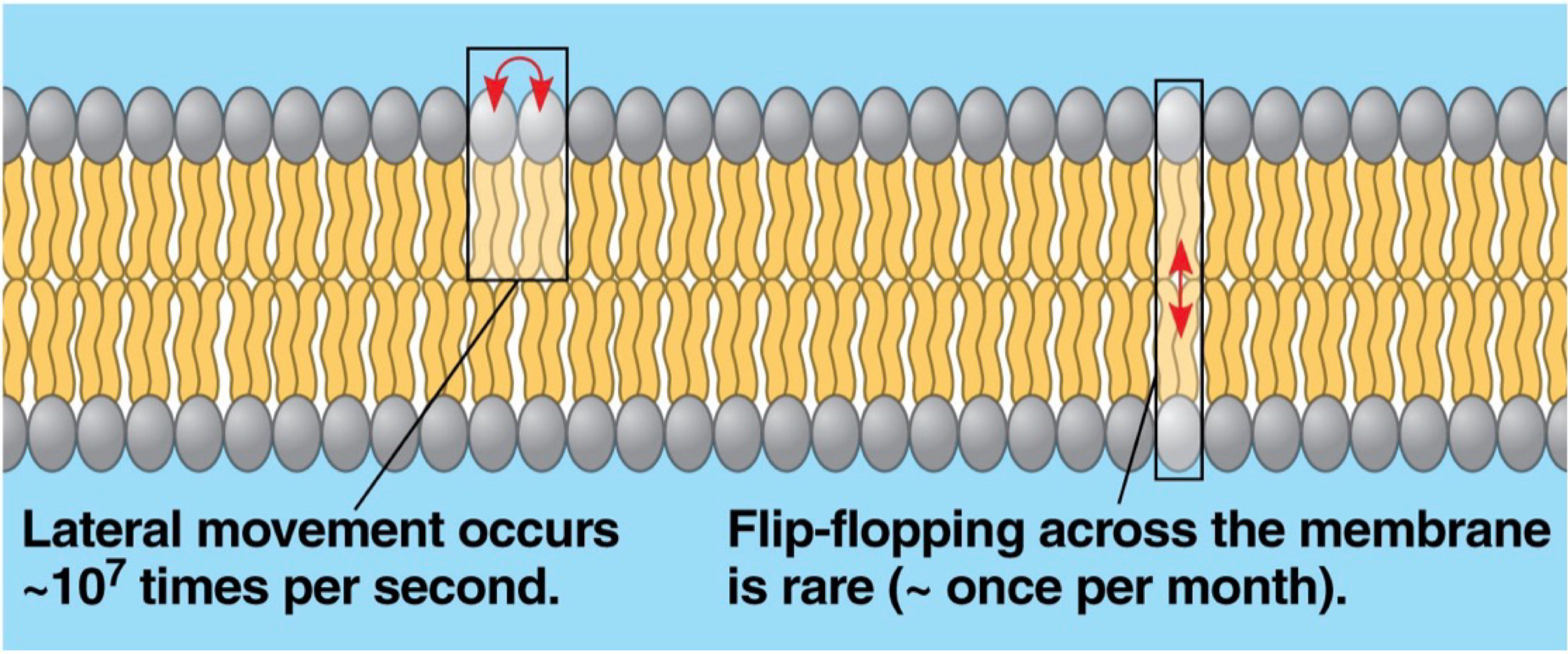<ul><li><p>free to move in 2-D plane of membrane</p></li><li><p>move sidways (laterally) very frequently (10^7x per s)</p></li><li><p>flip flop across membrane rarely (once a month)</p><ul><li><p>bc its harder for hydrophilic head to travel through hydrophobic part </p></li></ul></li></ul><p></p><p></p>