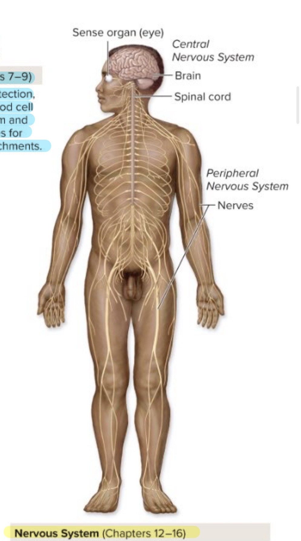 <p>Nervous System</p>