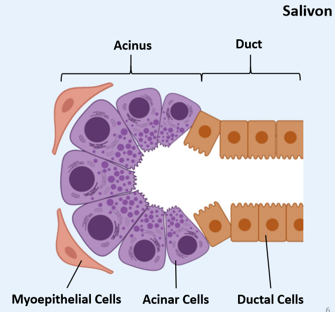 <p><span><u>Functional unit of the salivary glands</u></span></p><p style="text-align: left;"><span><strong>1) Clusters of acinar cells </strong>around a central cavity from the <strong>acinus</strong></span></p><p style="text-align: left;"><span><strong>2) Ductal cells</strong> form the connecting<strong> ducts</strong></span></p><p style="text-align: left;"><span><strong>3) Contractile</strong> <strong>myoepithelial</strong> cells aid secretion</span></p>