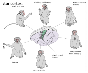 <ul><li><p><span style="background-color: transparent;"><em>Brief</em> micro-stimulation (50ms):</span></p><ul><li><p><span style="background-color: transparent;">Simple movements/contractions of contralateral muscles&nbsp;</span></p></li></ul></li><li><p><span style="background-color: transparent;"><em>Prolonged</em> stimulation:</span></p><ul><li><p><span style="background-color: transparent;">Complex goal-directed actions&nbsp;</span></p></li><li><p><span style="background-color: transparent;">E.g. reaching, climbing, etc.&nbsp;</span></p></li></ul></li></ul><ul><li><p><span style="background-color: transparent;">Previously thought, stimulation of one particular group of neurons would cause contraction in one specific muscle group</span></p><ul><li><p><span style="background-color: transparent;">However, this was not found in studies; different muscle activity has been observed with different stimulation</span></p></li></ul></li></ul><p></p>
