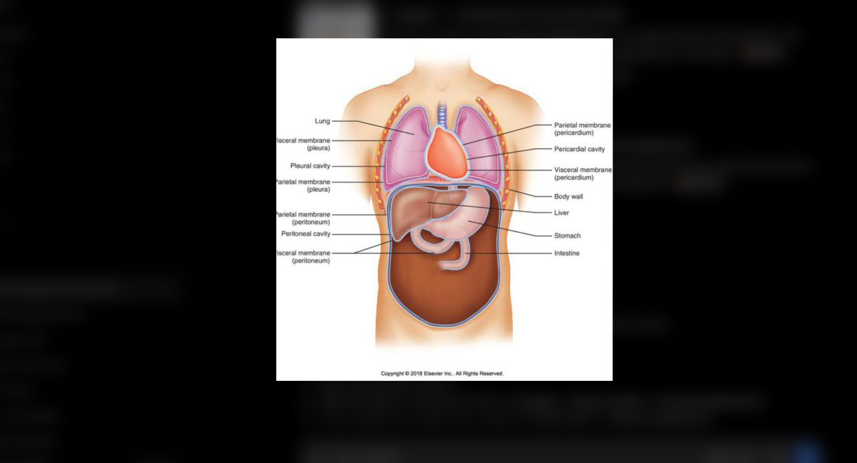 <p>The outer serous membrane layer that lines the inner walls of body cavities, including the parietal pleura, parietal pericardium, and parietal peritoneum.</p>