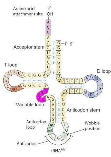 <ul><li><p>transfer RNA</p></li><li><p>Attached to an <strong>amino</strong> <strong>acid</strong> by the <u>enzyme</u> <strong>aminoacyl-tRNA synthetase</strong>,<strong> </strong>forming an <strong>aminoacyl-tRNA complex</strong></p></li><li><p>Each tRNA molecule has an <strong>anticodon</strong> <strong>sequence</strong>, which is <strong>complementary</strong> to the mRNA transcript</p></li></ul><p></p>