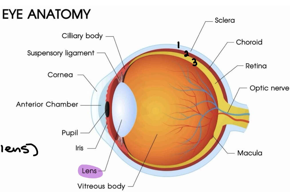 <ul><li><p>3 layers/tunics (superficial → deep)</p><ul><li><p>1. Fibrous tunic</p></li><li><p>2. Vascular tunic (Uvea)</p></li><li><p>3. Sensory tunic (Retina)</p></li></ul></li><li><p>Lens</p></li><li><p>Internal cavity (ant. &amp; pos. to lens)</p><ul><li><p>Anterior segment → aqueous humor </p></li><li><p>Posterior segment → vitreous humor </p></li></ul></li></ul><p></p>