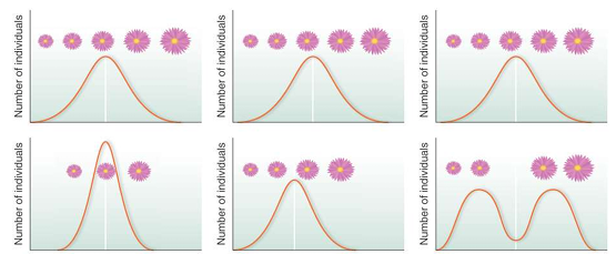 <p>Stabilizing Natural Selection</p>
