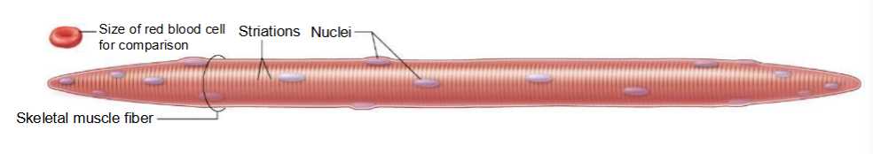 <p>• Long, thin cylinders</p><p>• Striated (striped)</p><p>• Multinucleated</p>