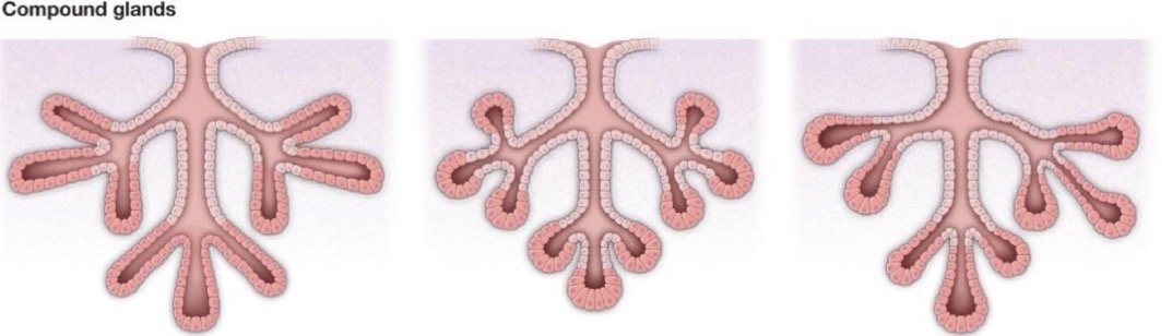 <p>Compound multicellular glands</p>