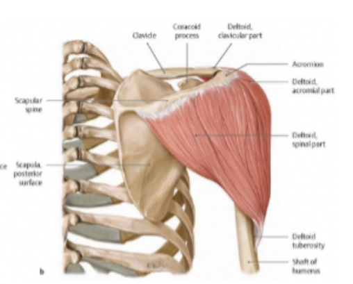 <p>Insertion: deltoid tuberosity</p><p>Action: abducts the arm 15-90 degrees</p>