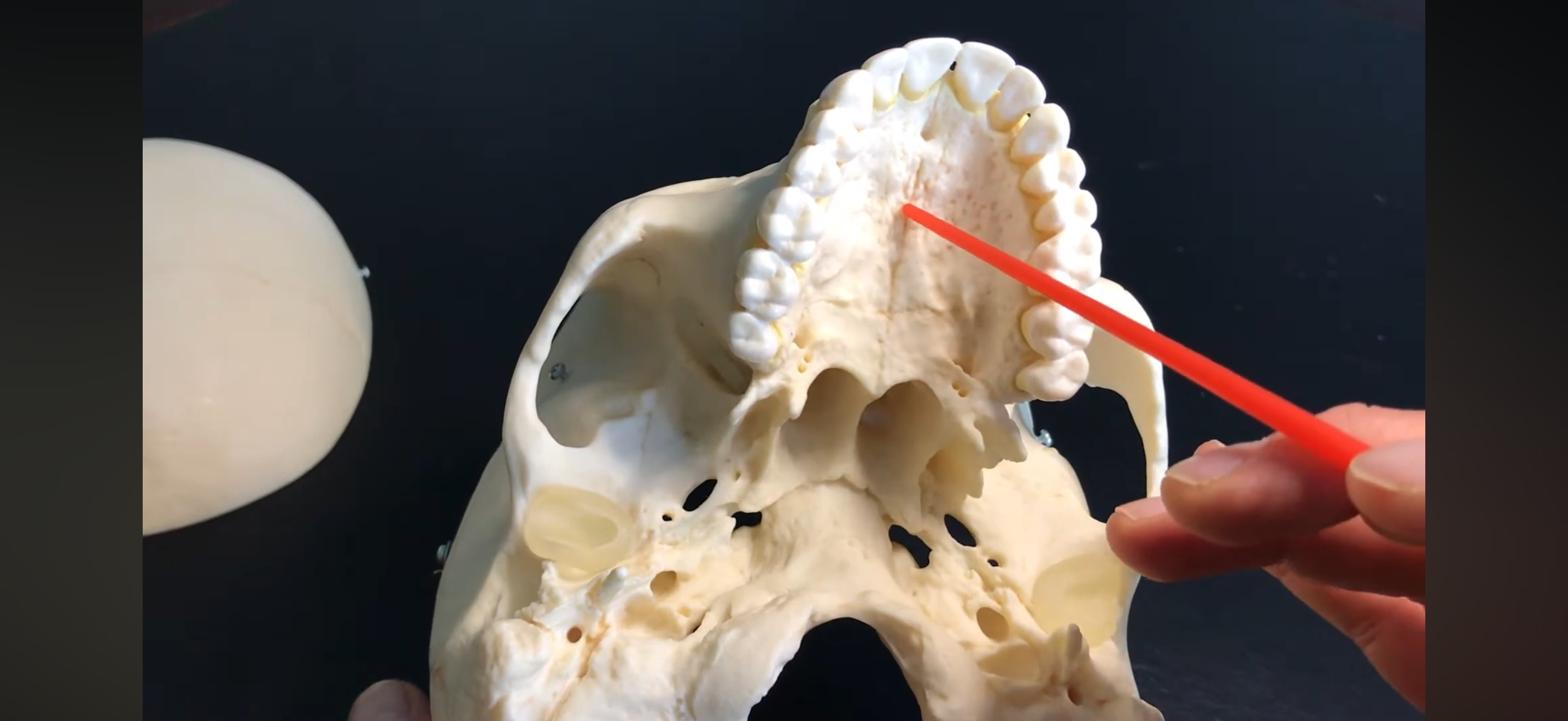 <p>What is this whole bone called?</p>