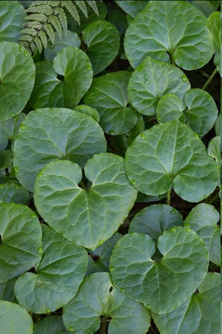 <p><span>This </span>mat-forming, evergreen perennial naturally carpets the damp understory of Pacific Northwest forests. It features glossy, kidney-to-heart-shaped leaves that emit a spicy aroma when crushed. In spring, unique, hairy, brownish-purple cup-shaped flowers bloom low to the ground, mostly hidden by the foliage.</p>