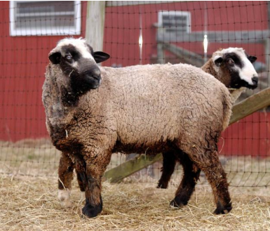 <p>sheep breed with fine wool, NZ Romney rams x Rambouillet ewes, colored lambs selected for mutants</p>