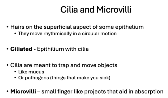 <p><span>Hair-like structures that move and trap material across a cell surface.</span></p>