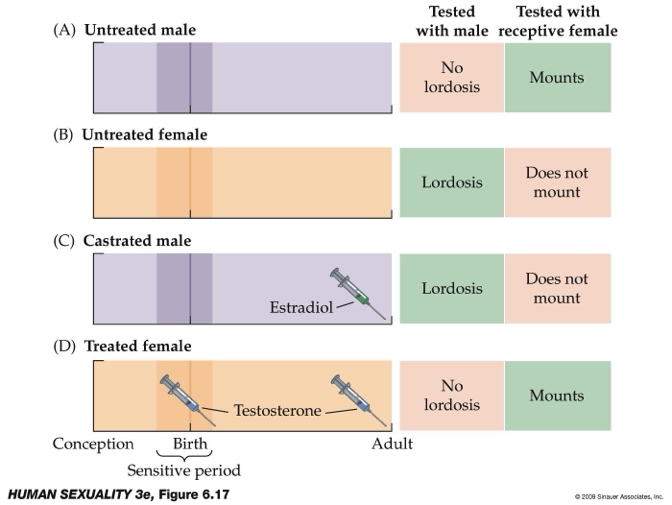 <ul><li><p><strong>Behaviors:</strong></p><ul><li><p>Mounting = male-typical behavior.</p></li><li><p>Lordosis = female-typical posture (facilitates sperm transfer).</p></li></ul></li><li><p><strong>Normal patterns:</strong></p><ul><li><p>Untreated males → mounting.</p></li><li><p>Untreated females → lordosis.</p></li></ul></li><li><p><strong>Experimental findings:</strong></p><ul><li><p>Castrated males + estradiol (in adulthood) → show lordosis (female behavior).</p></li><li><p>Females + testosterone (at birth + adulthood) → show mounting (male behavior).</p></li></ul></li><li><p><strong>Key concepts:</strong></p><ul><li><p>Sensitive period: Hormones organize brain (early life; birth in rodents, prenatal in humans).</p></li><li><p>Hormones (testosterone/estradiol) shape brain circuits, not just reproductive organs.</p></li><li><p>The brain, specifically the <u>hypothalamus</u>, is central in controlling sexual behaviour.</p></li><li><p>Hormones can override genetic sex in determining behavior.</p></li></ul></li></ul><p></p>