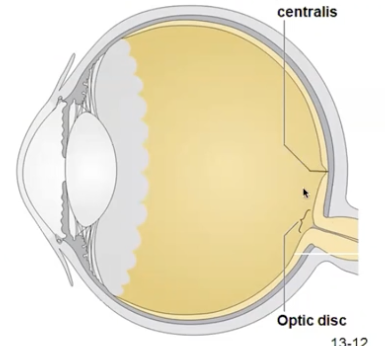 <p>fovea centralis- contains ONLY cones, maximal visual acuity</p><p>Optic disc- contains NO rods or cones, axons exit eye, blind spot)</p>