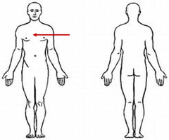 <p>chest area</p>