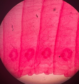 <p>přežvýkavci</p>