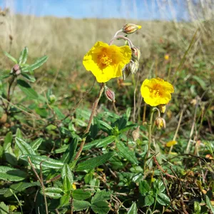 <p>Solvända Heliánthemum nummulárium</p>