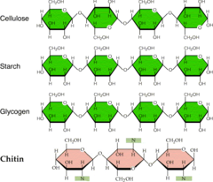 <p>starch, glycogen, cellulose, chitin</p>