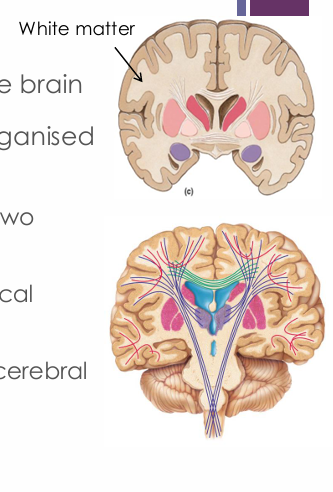 <ul><li><p>Internal to gray matter</p></li></ul><p></p>