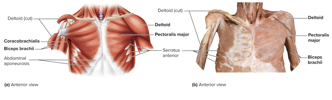 <p>Origin: Clavicle, acromion process, spine of scapula</p><p>Insertion: Deltoid tuberosity of humerus</p><p>Action: Abducts, flexes, and extends arm ; medially and laterally rotates arm </p><p>Innervation: Axillary nerve </p>