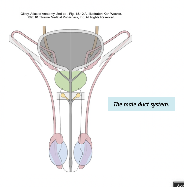 <ul><li><p>Epididymis</p></li><li><p>Vas Deferens</p></li><li><p>Urethra </p></li></ul><p></p><p>note: each testes has their own duct system </p><p></p>