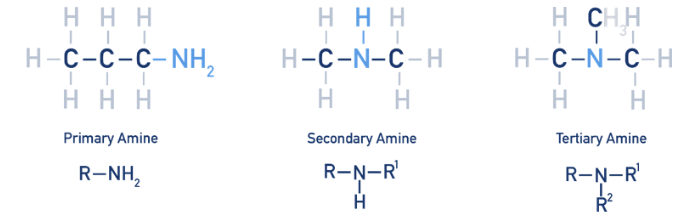 <p><span style="background-color: inherit; line-height: 20.88px; color: windowtext;">Unlike alcohols, primary secondary and tertiary amines are d<u>efined by the number of alkyl chains attached to the nitrogen</u></span><span style="line-height: 20.88px; color: windowtext;">&nbsp;not the carbon</span></p>