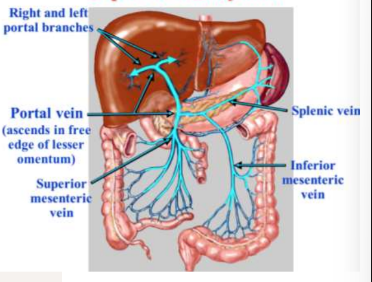 <p>connects the capillaries of the digestive tube to the capillaries of the liver</p>