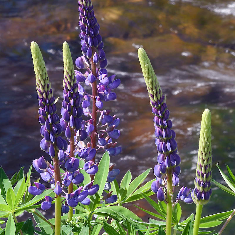 <p>Lupinus rivularis</p>