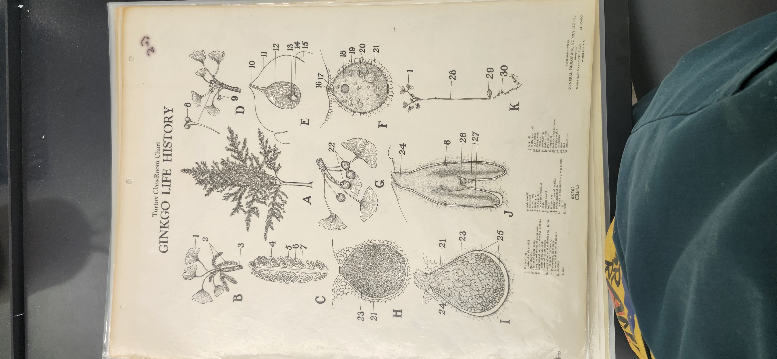 <p>Look at the Ginkgophyta Turtox Chart</p>