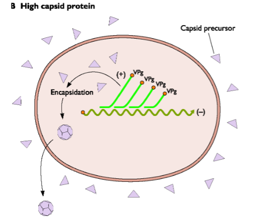 <p><strong><em><u>auto assembly</u></em></strong></p><ul><li><p>When capsid proteins are in sufficient enough concentration (abundant) they automatically aggregate + package RNA genomes inside</p></li></ul><p></p>