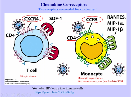 <p>Chemokine Co-Receptors + Medications</p>