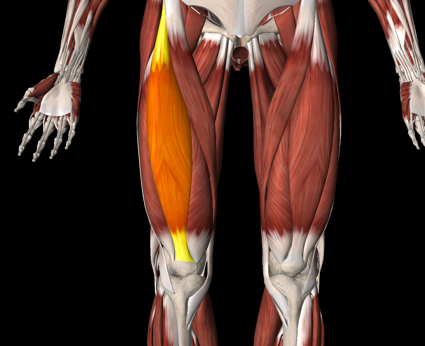 <p>Name this muscle</p>