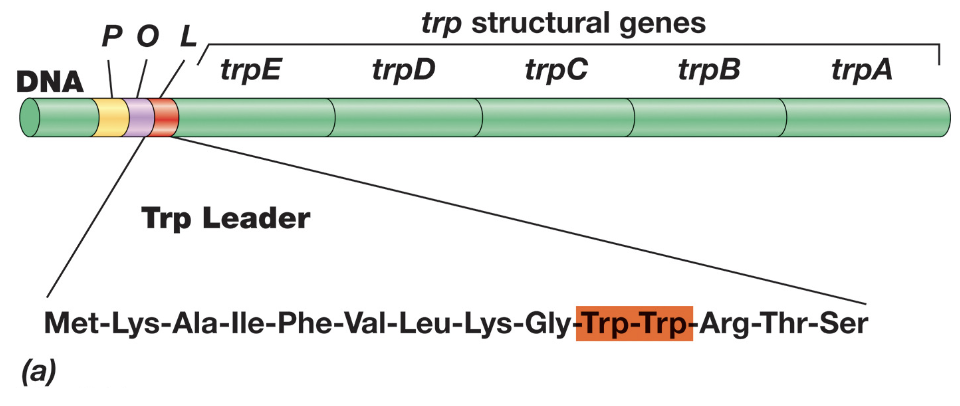 <ul><li><p>This is unique to prokaryotes and only possible because of the coupling of transcription & translation</p></li><li><p>During transcription, the 5’ leader region of mRNA can form one of two alternative step-loop structures, and the structure formed is determined by how quickly the leader peptide is translated</p></li></ul><p></p>