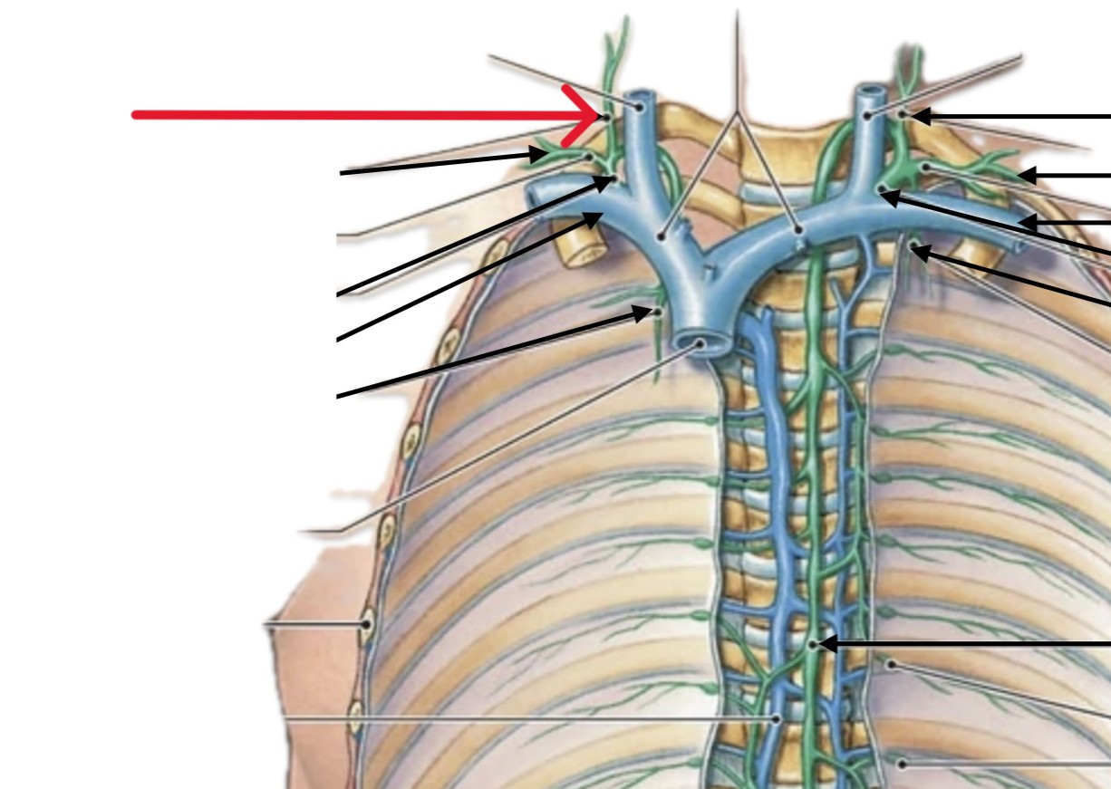 <p>Which lymphatic organ:</p><ul><li><p>Runs along right subclavian vein</p></li><li><p>Is medial and superior to right subclavian trunk</p></li><li><p>Goes into neck</p></li></ul><p></p>