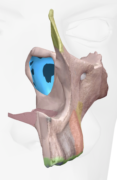 term image