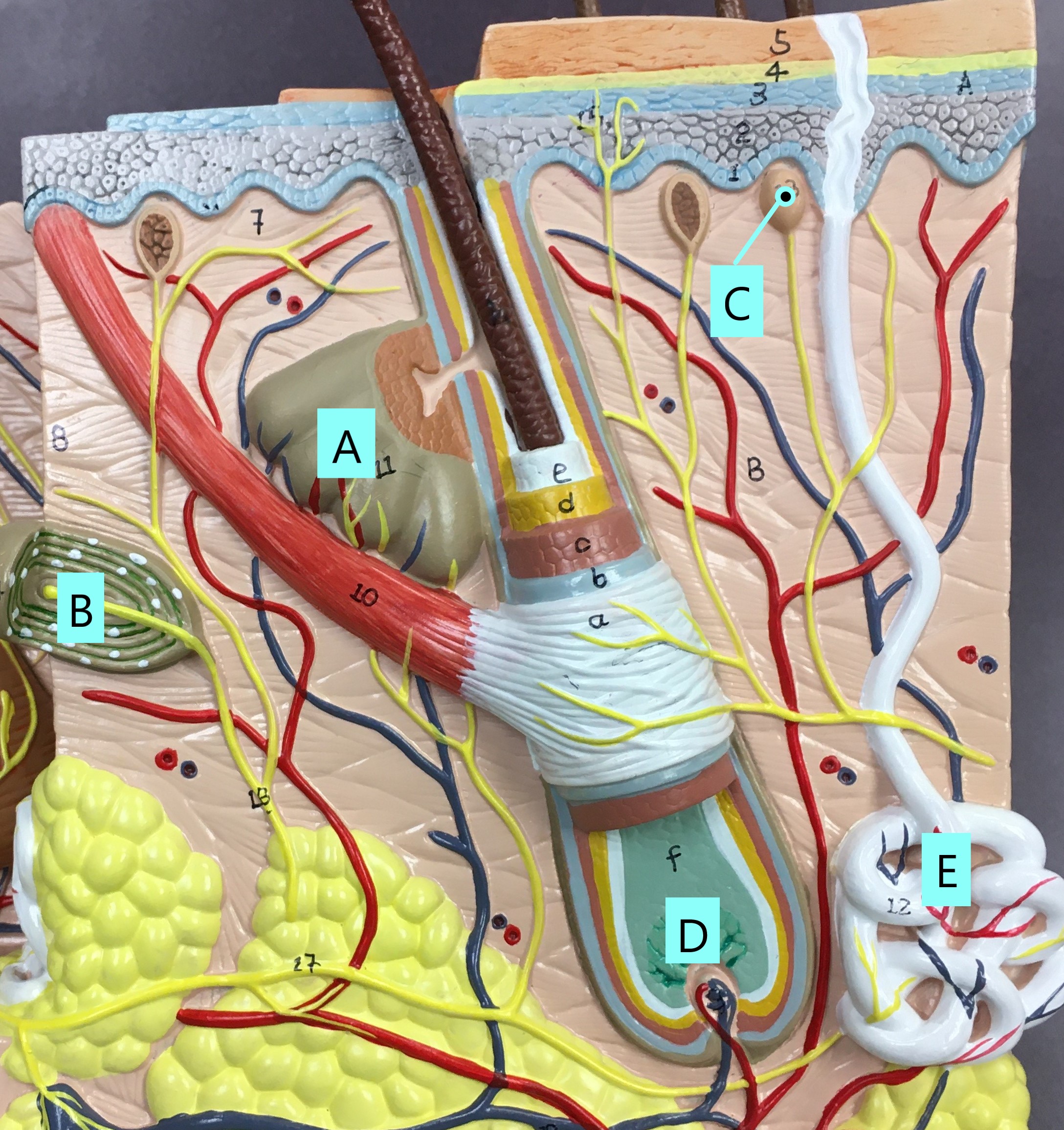 <p>Identify A-E</p>