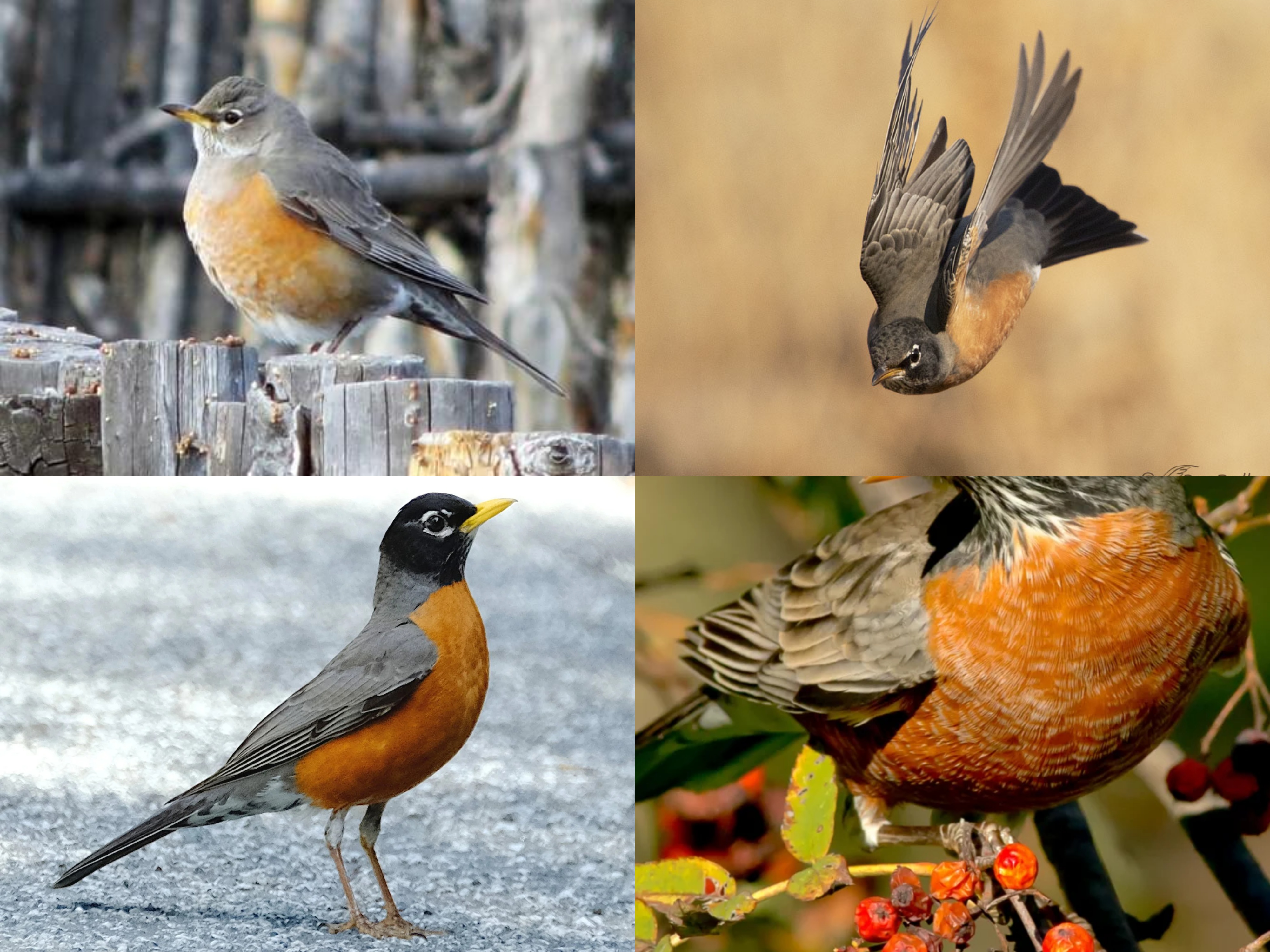 <p>Order: Passeriformes</p><p>Family: Turdidae</p><p>CN: American Robin</p><p>Alpha Code: AMRO</p>