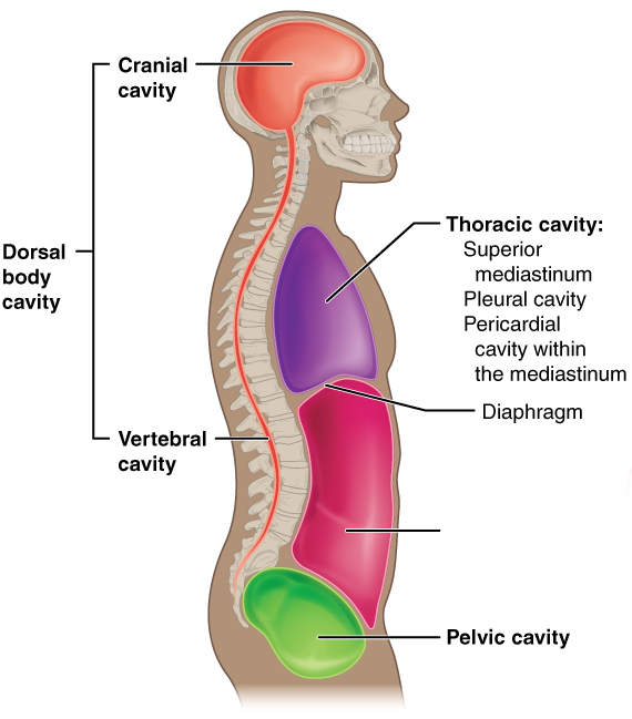 <p>What is the missing body cavity?</p>