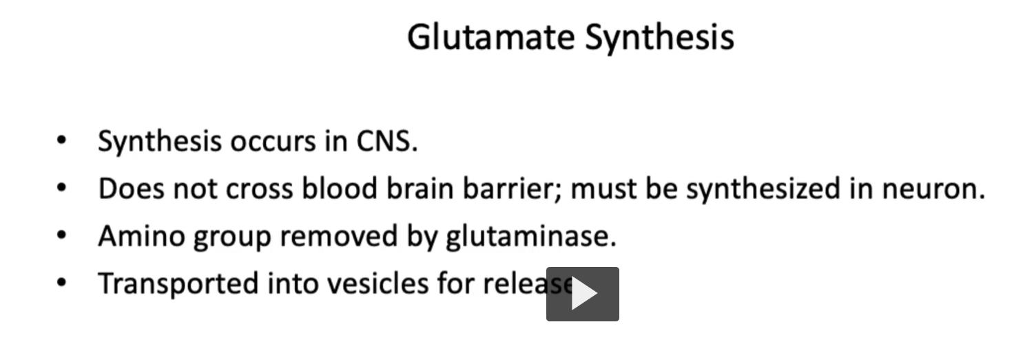 <p><u>Glutamate Synthesis</u></p><p><strong>Gluta<u>mate</u></strong> is <strong>synthesized</strong> in <strong>neurons</strong> from <strong>gluta<u>mine</u></strong> via the enzyme <strong>glutaminASE. </strong></p><p>GlutMINEASE removes an amine from glutamine to get glutamate. </p><ul><li><p>Glutamate synthesis occurs in CNS.</p></li><li><p>Because glutamate cannot cross blood brain barrier; glutamate must be synthesized in neuron. (glutamate has COO- and NH3+ positive charges, at physiological pH, it exists as a <strong>polar, charged molecule</strong>, and therefore <strong>charged molecules</strong> CANNOT diffuse through the <strong>lipid membrane</strong> of the BBB)</p></li></ul><ul><li><p>Amino group removed by glutaminase.</p></li><li><p>Glutamate is stored in synaptic vesicles and released upon depolarization. </p></li><li><p>Transported into vesicles for release.</p></li></ul><p></p>